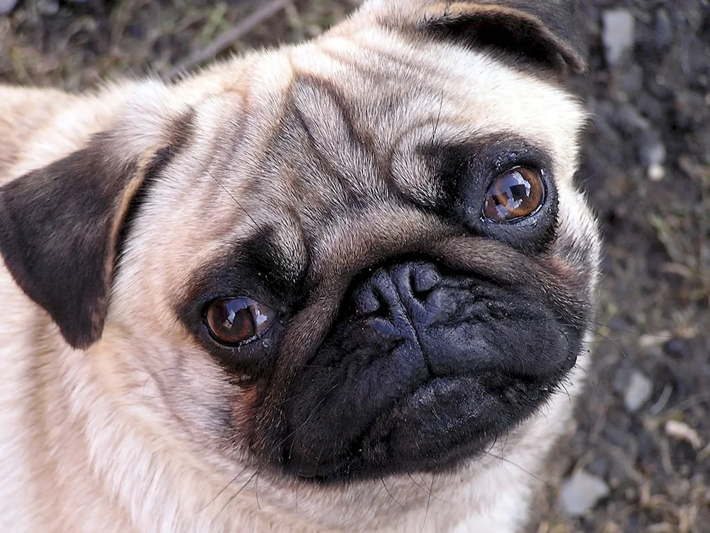 Pug dog breed