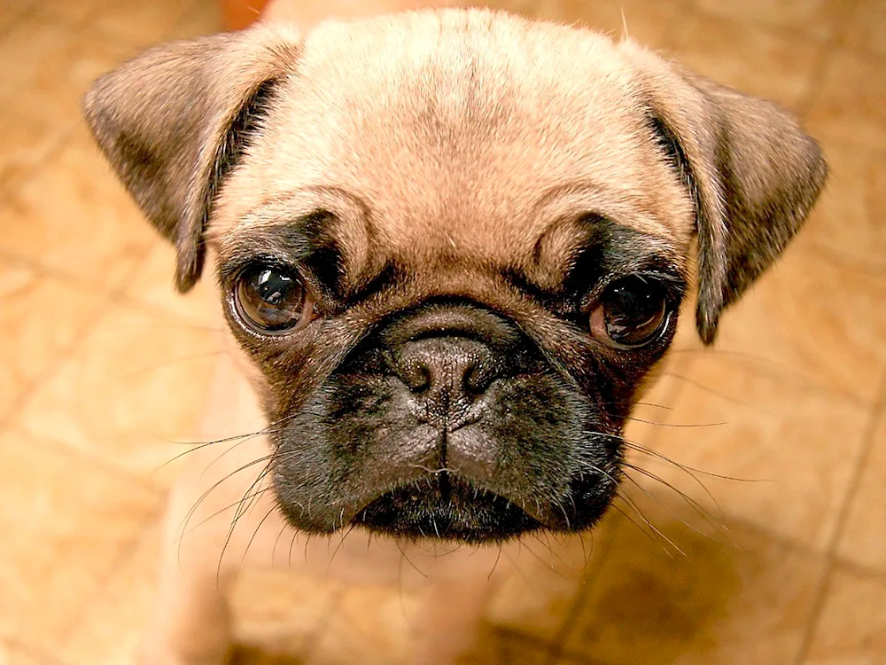 Pug dog breed