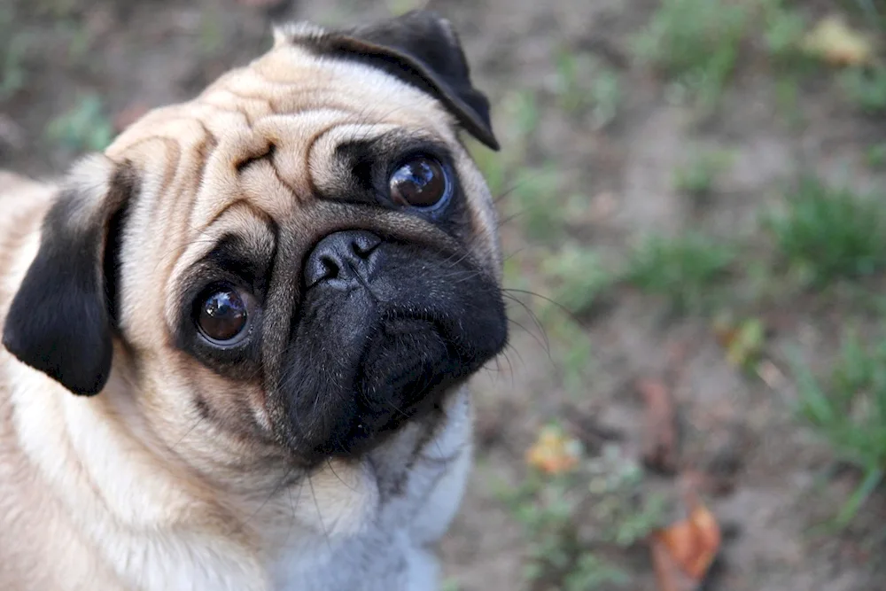 Puppy toy with big eyes