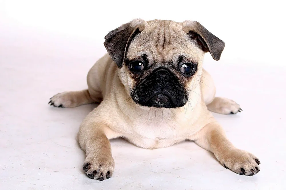 Pug