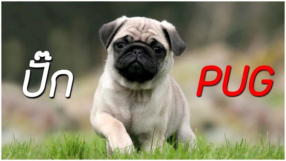 Pug dog