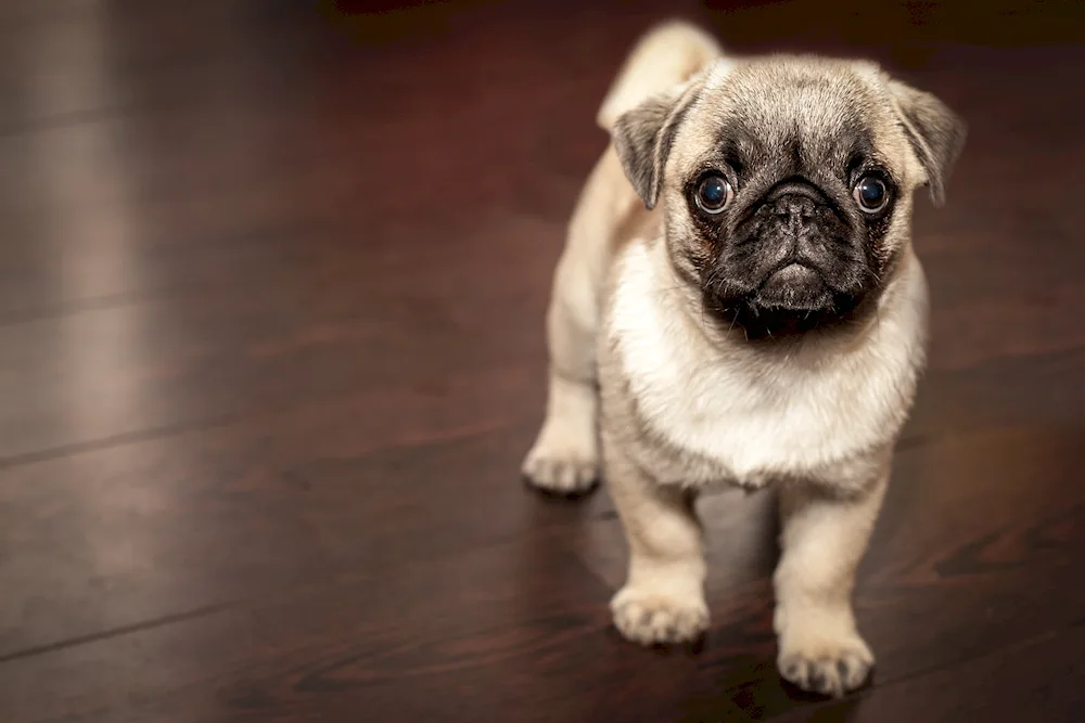 Pug dog breeds