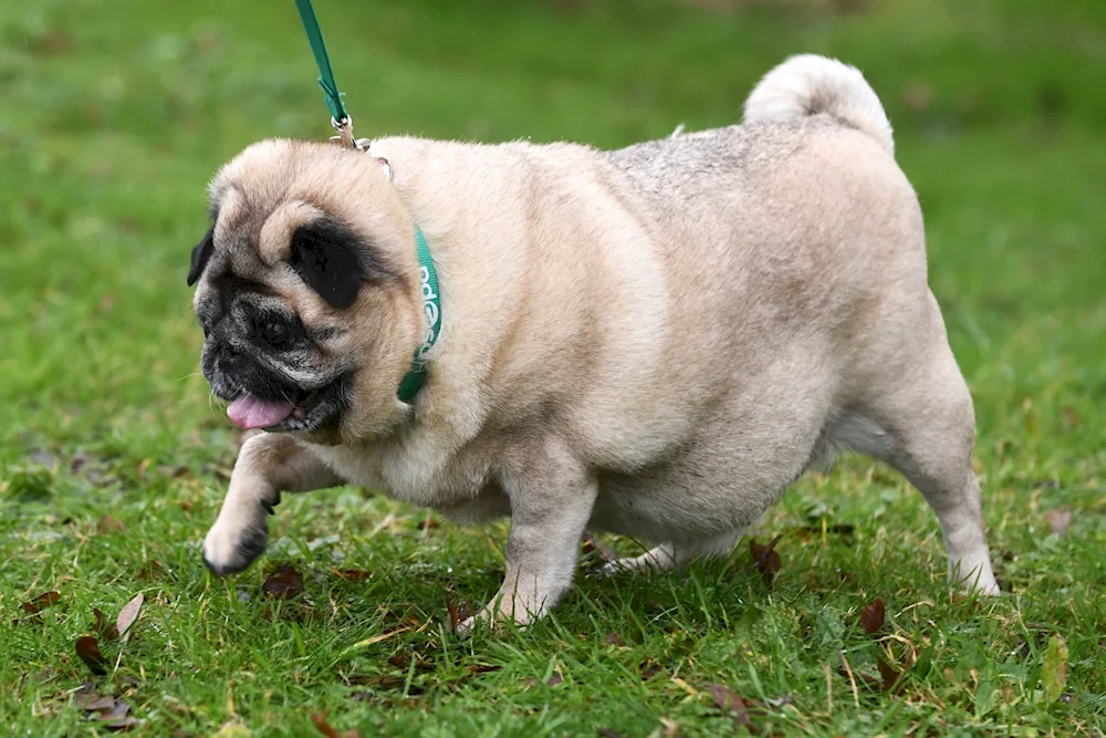 Pug dog breeds