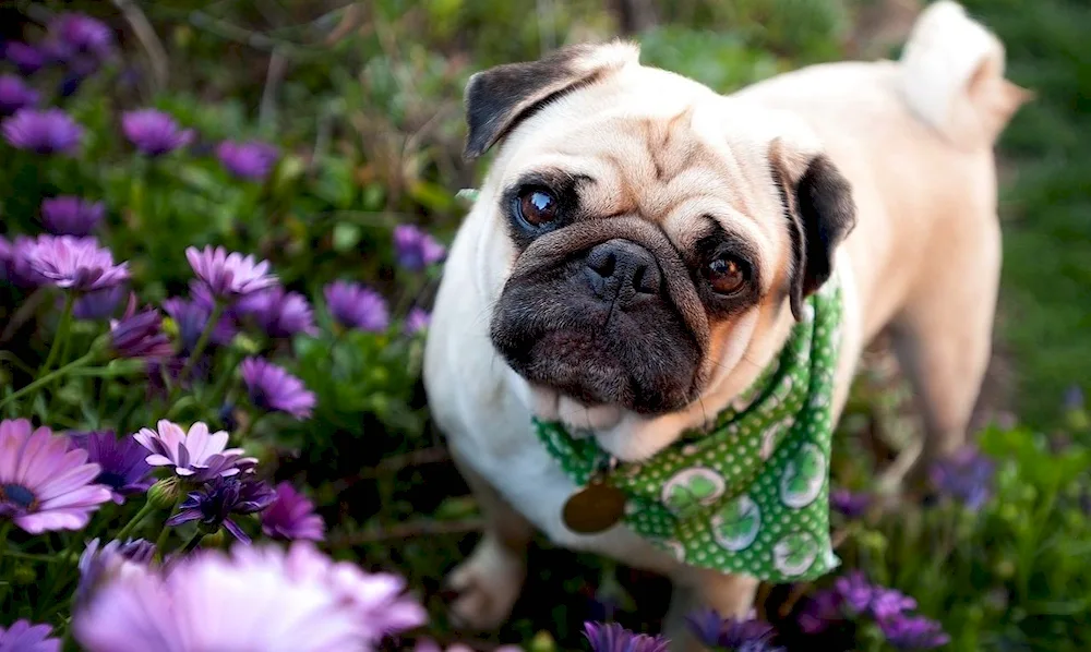 Pug dog breeds