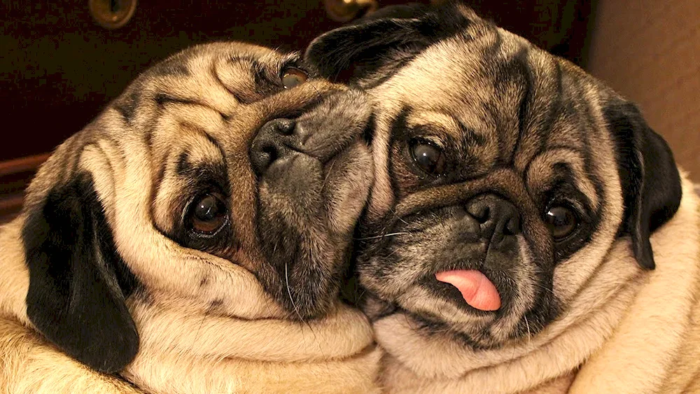 Funny pugs Pugs