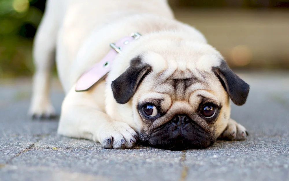 Pug dog breeds