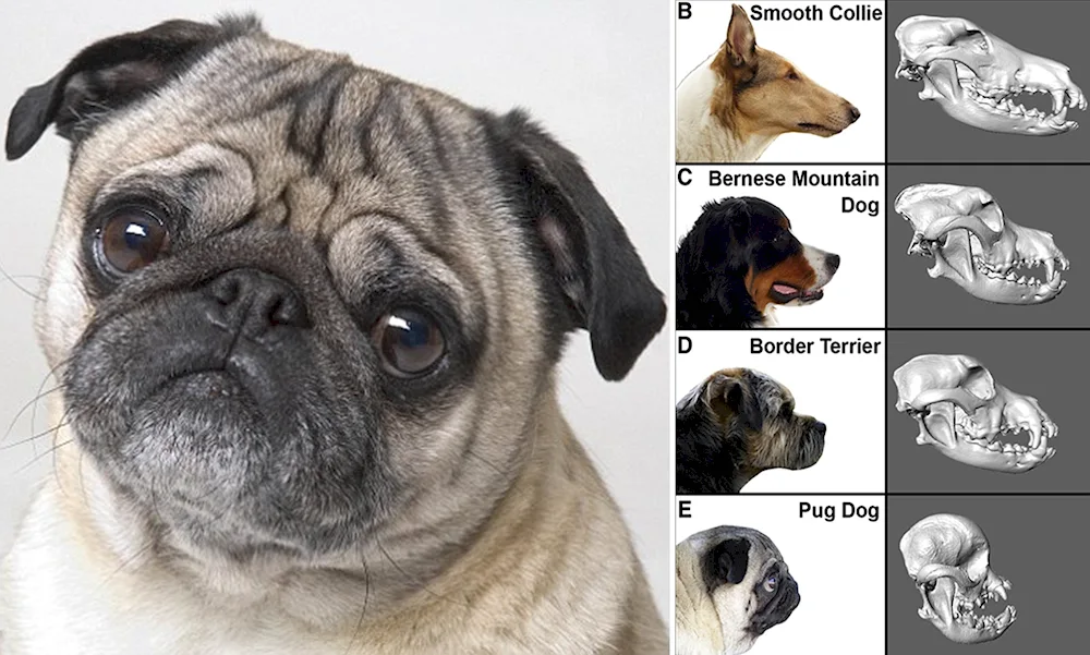 Mops and Pekingese