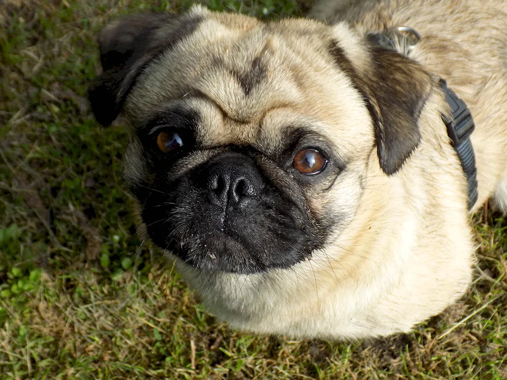 Papillon Métis Pug