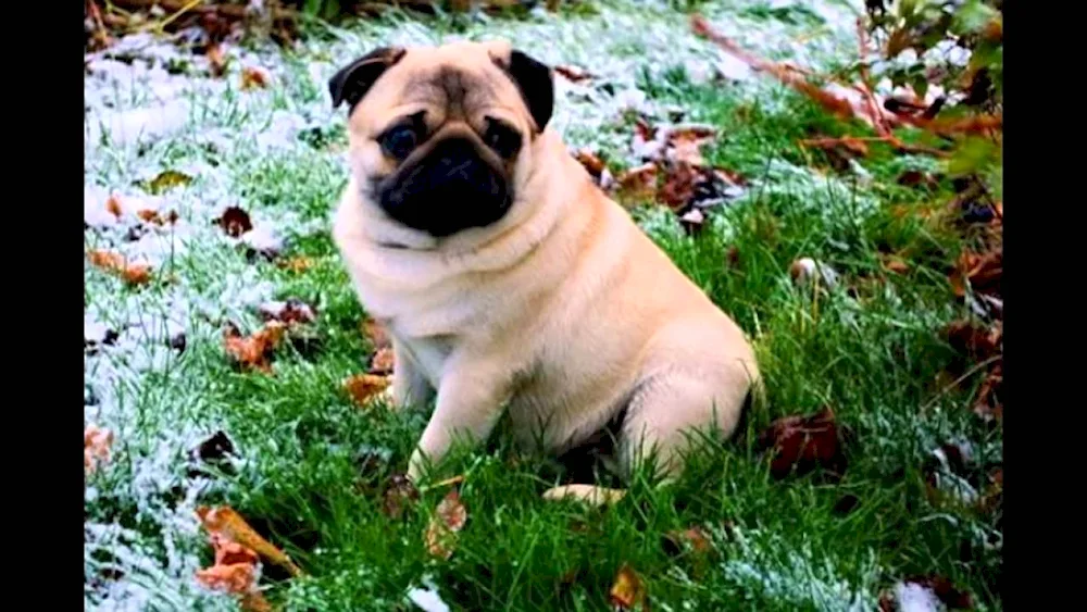 Pug dog breeds