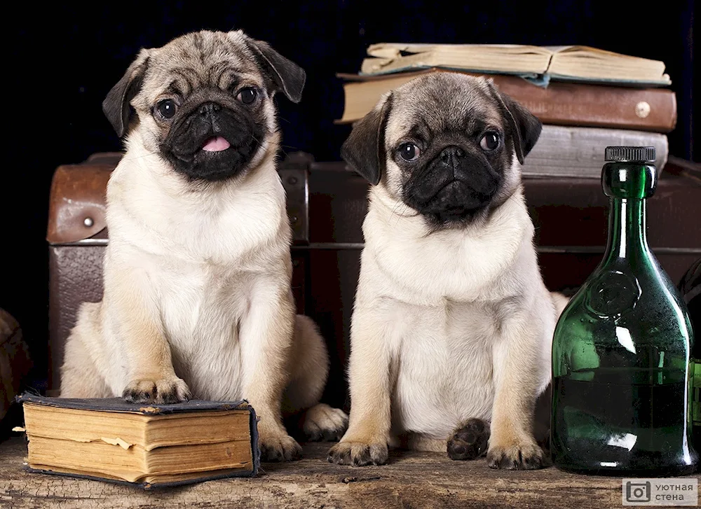 Pug dog breeds