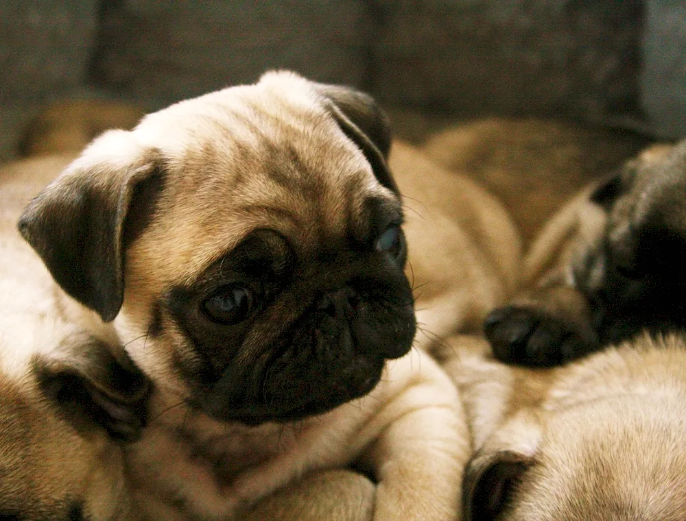 Pug puppy