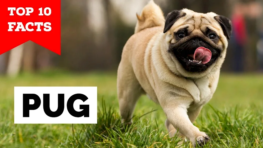 Pug dog breeds