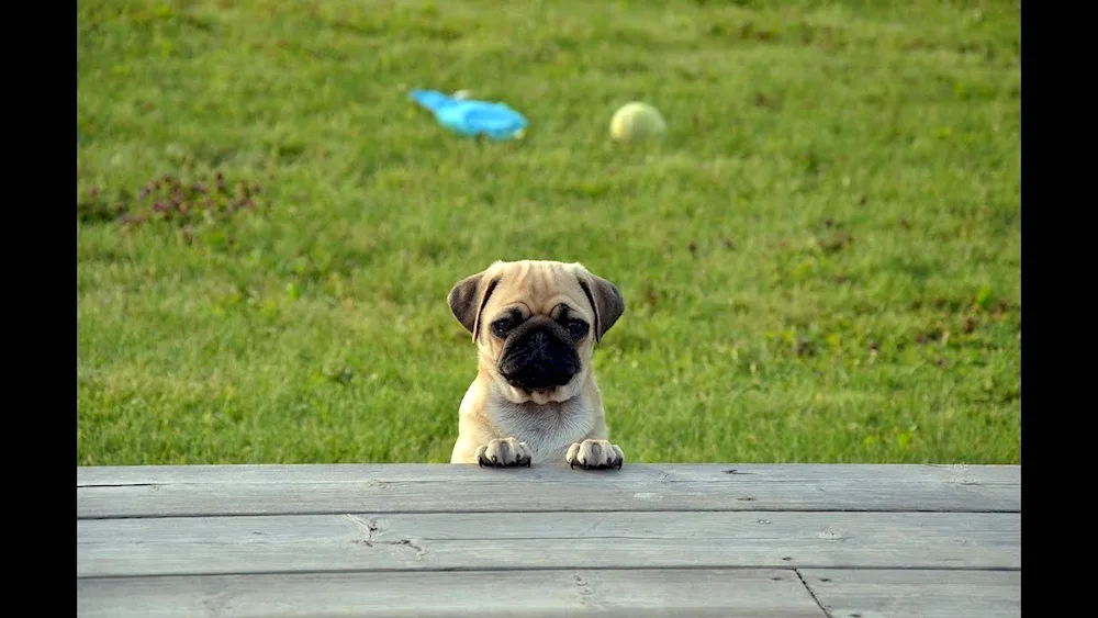 Pug breed