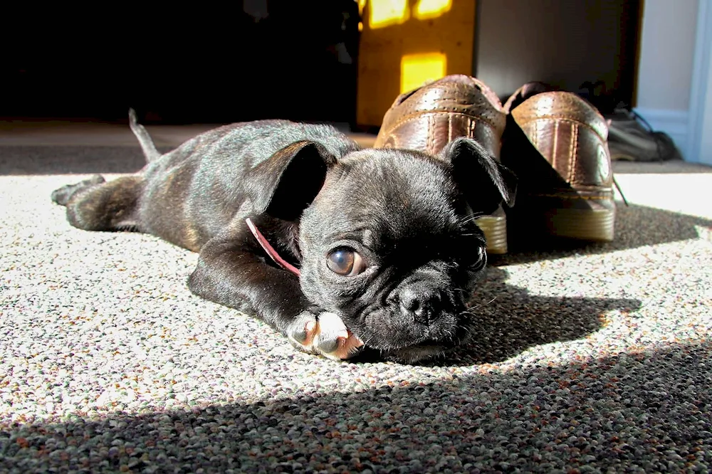 French bulldog and chihuahua