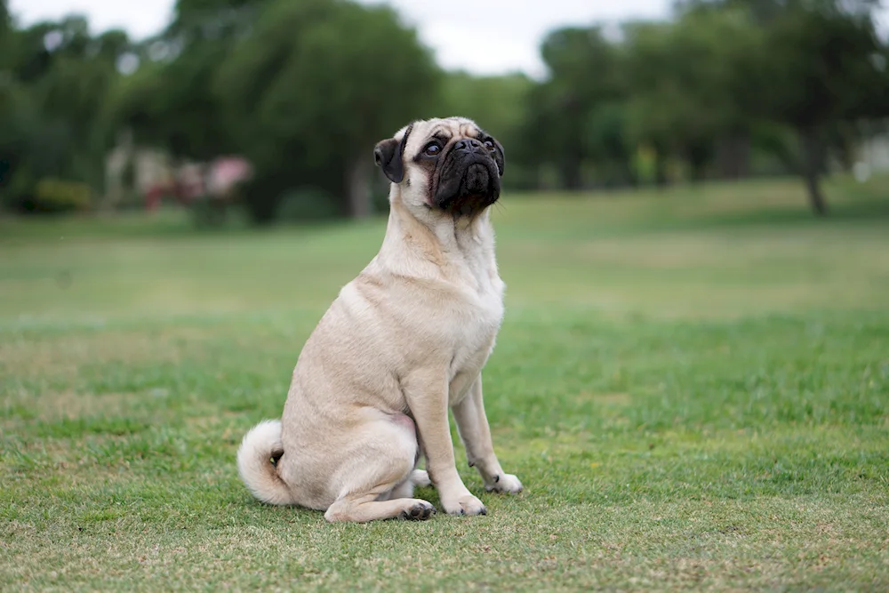 Pug puppy