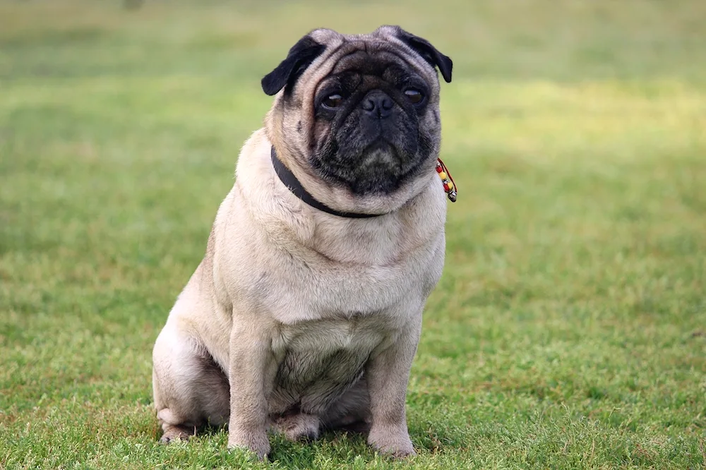 Collar Pug