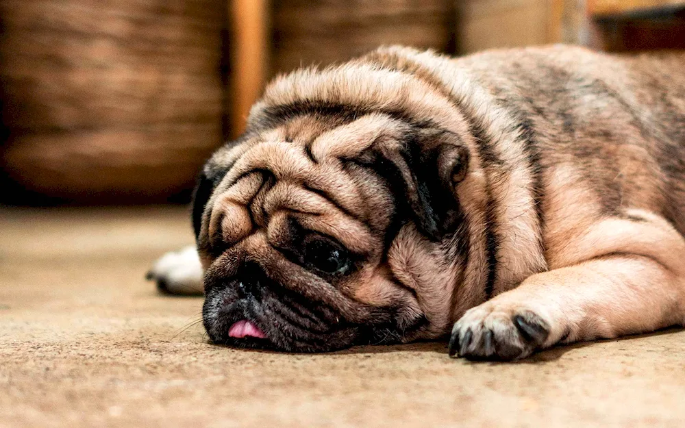 Pug dog