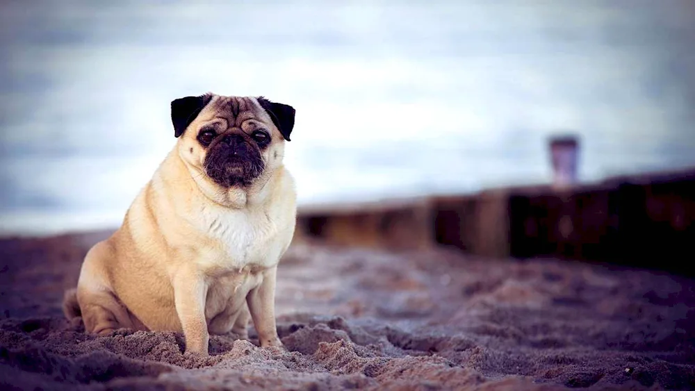 Pug dog