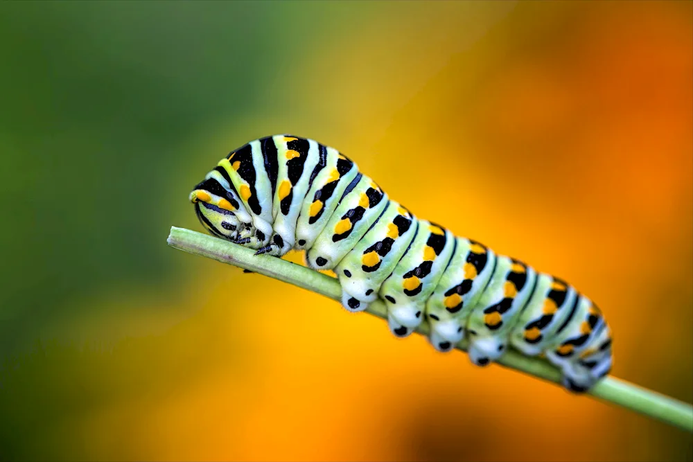 Acronicta aceris caterpillar