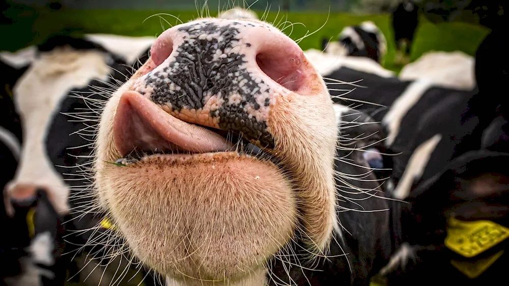 Sheep's eye