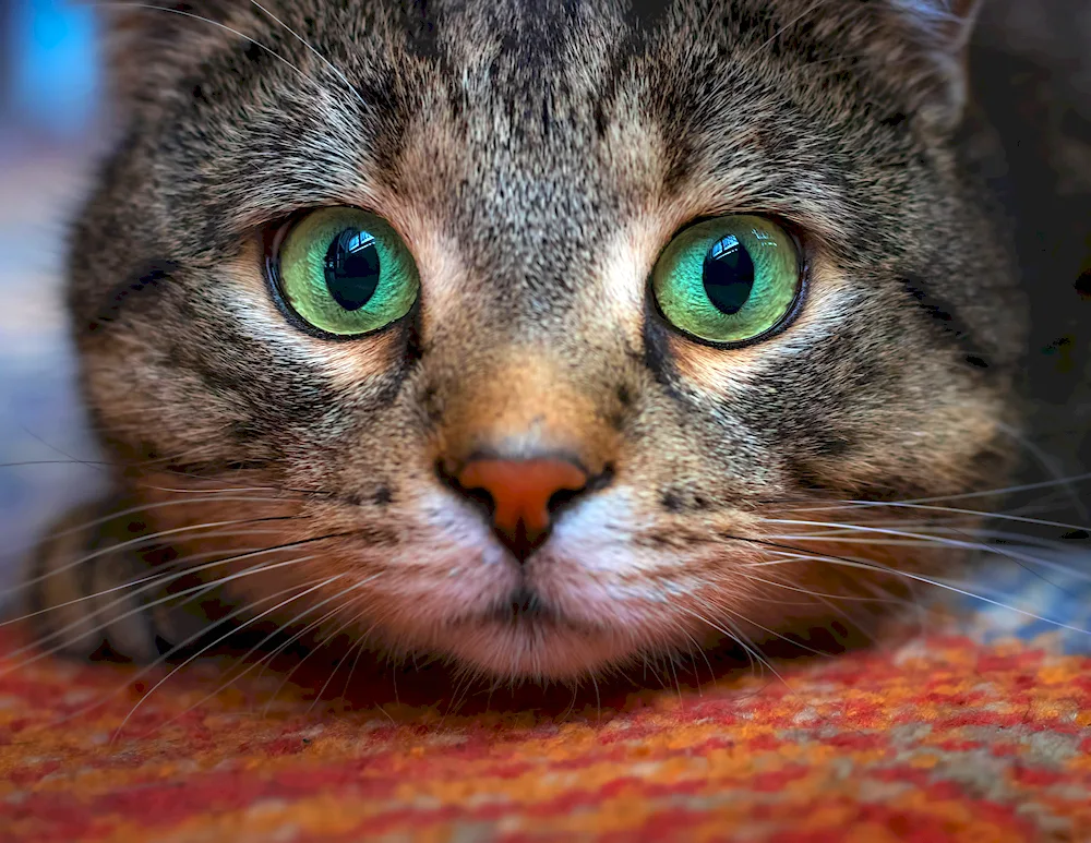 Cat with blue eyes