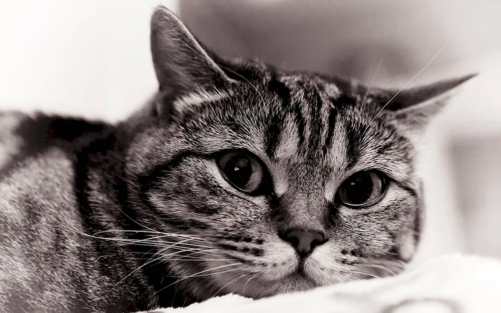 Cat face