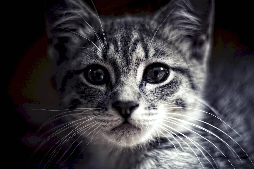 Cat face