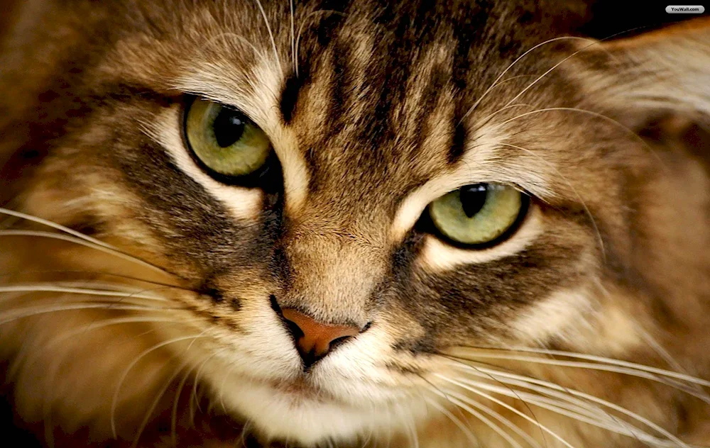 Scottish lop-eared cat wicked