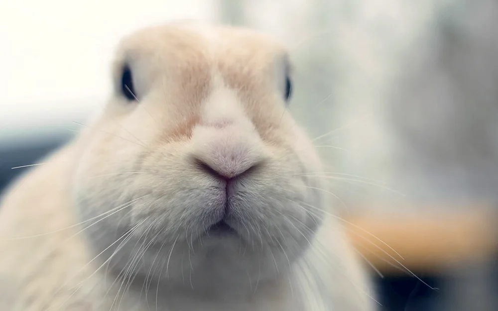 Rabbit's face