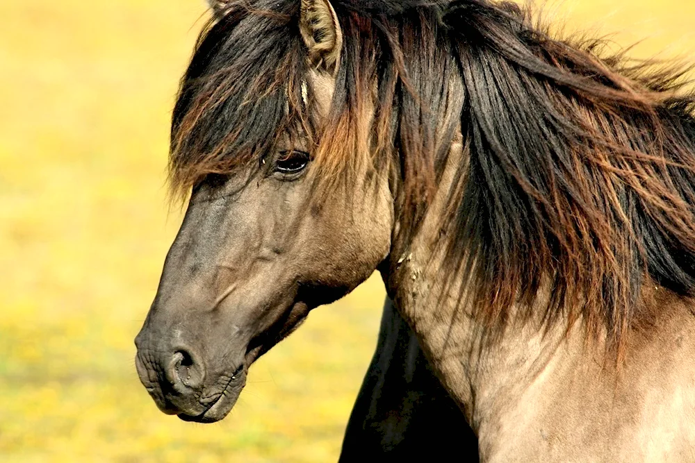 Mousey Mustang