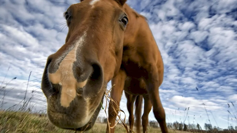 Horse face