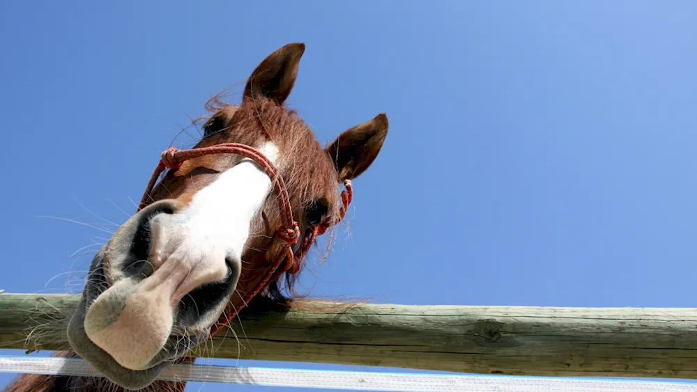 Horse face