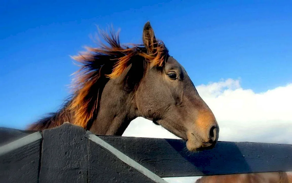 Horse smiles