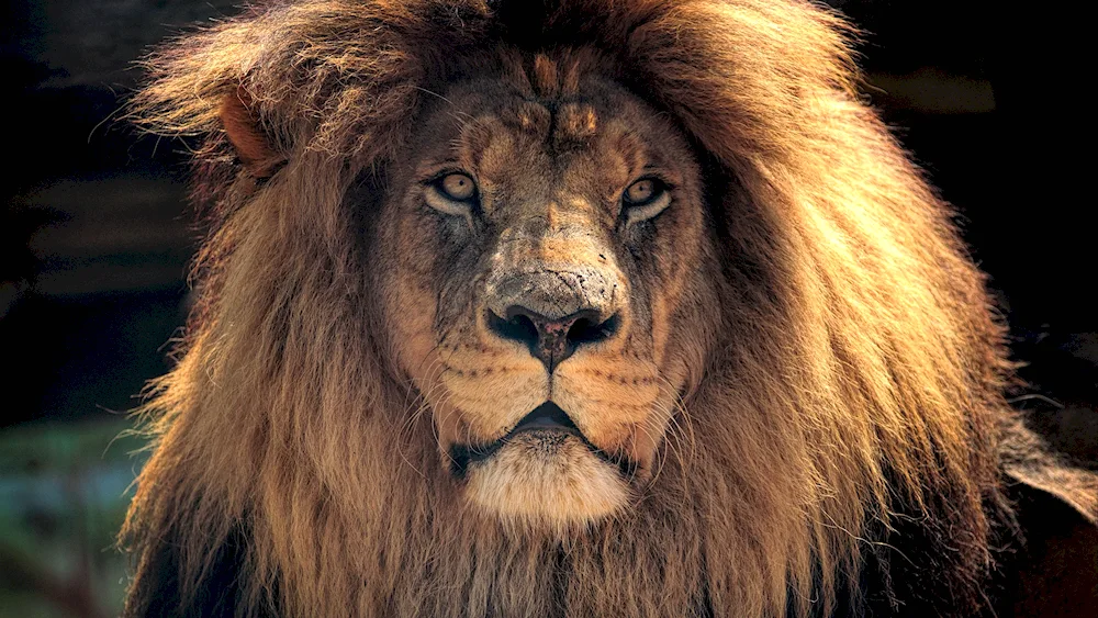 Lion's horse with braided mane