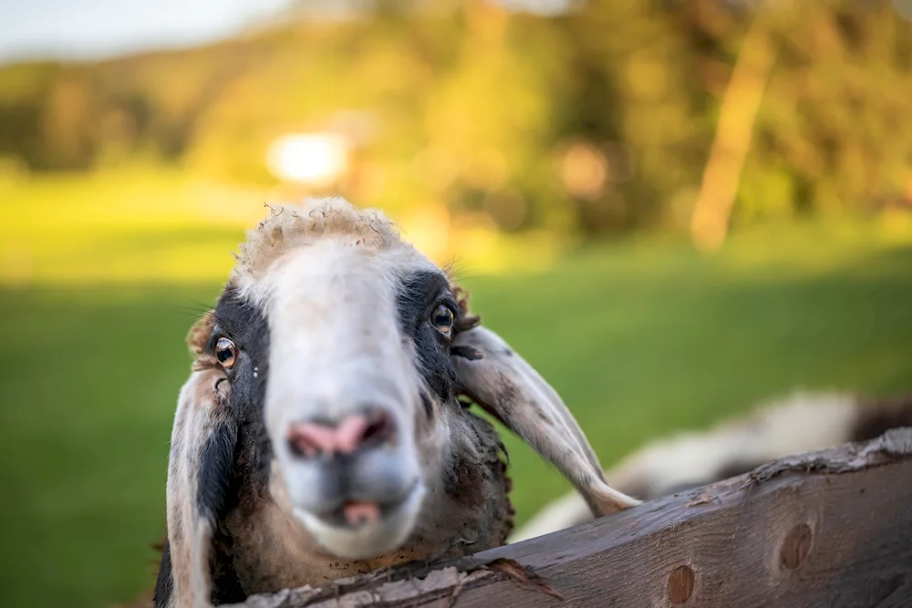 Blue-faced sheep