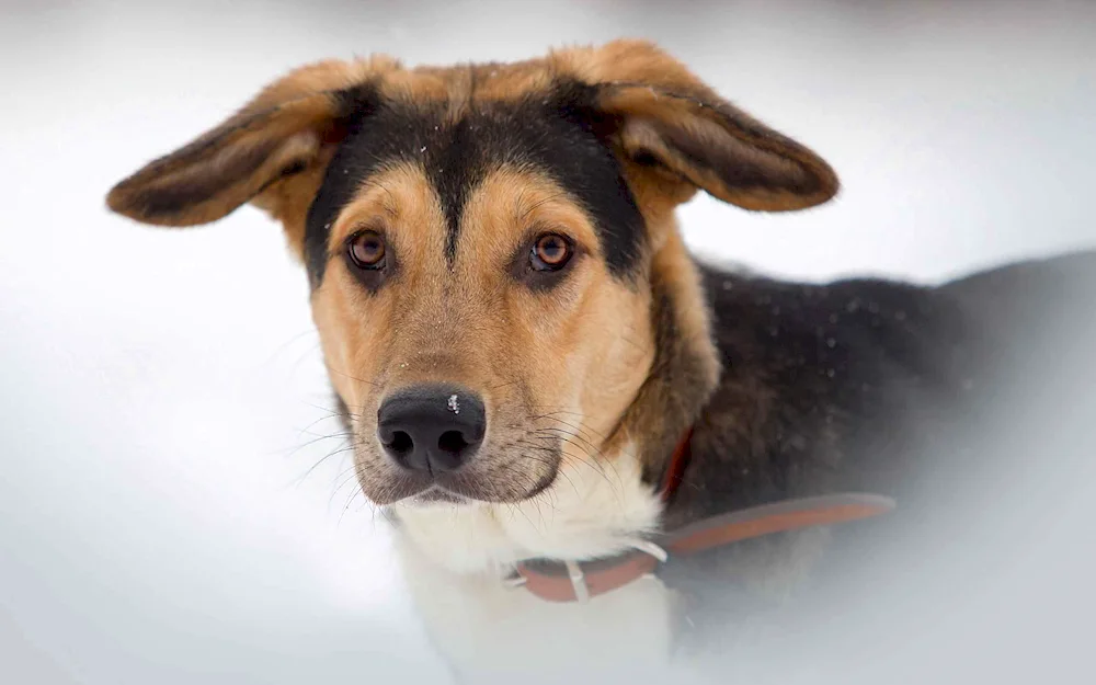 Border terrier collie