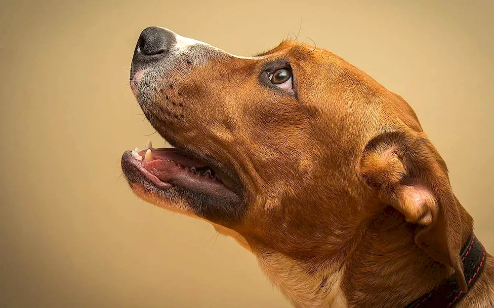 Labrador dog