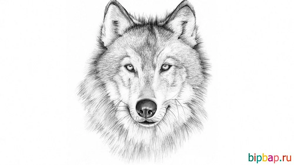 Wolf drawing