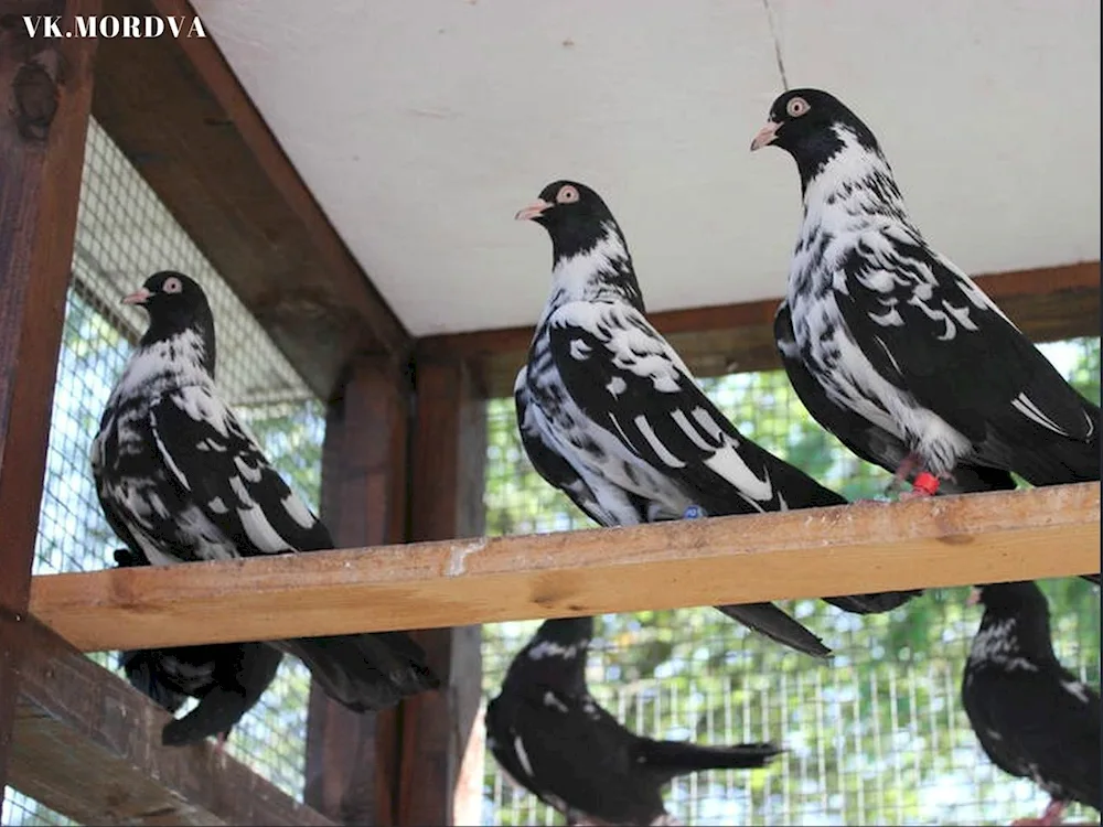 Mordovian high-flying pigeons