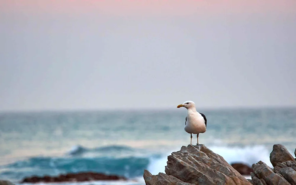 Black Sea Gull Cormoran