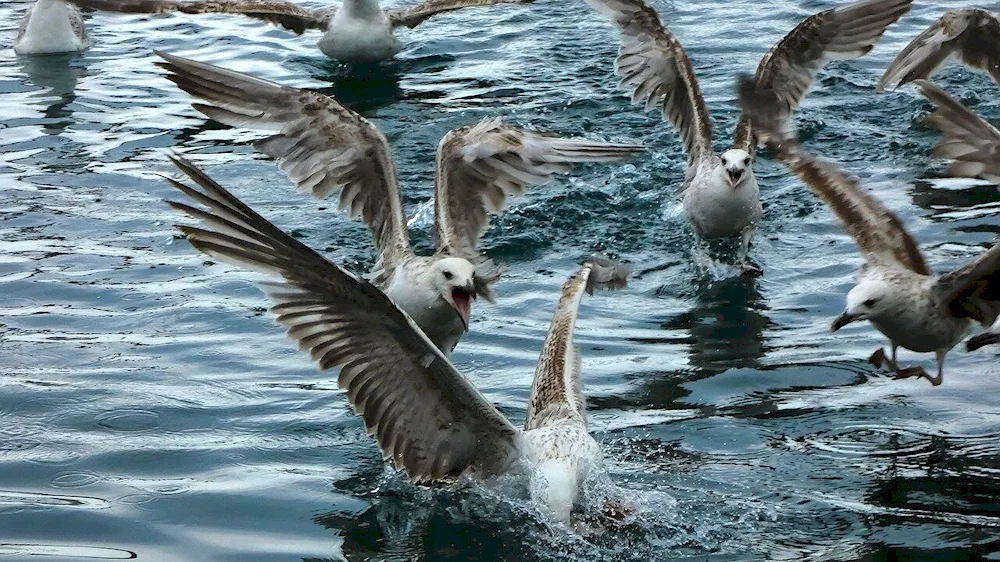 Turkey's seabirds