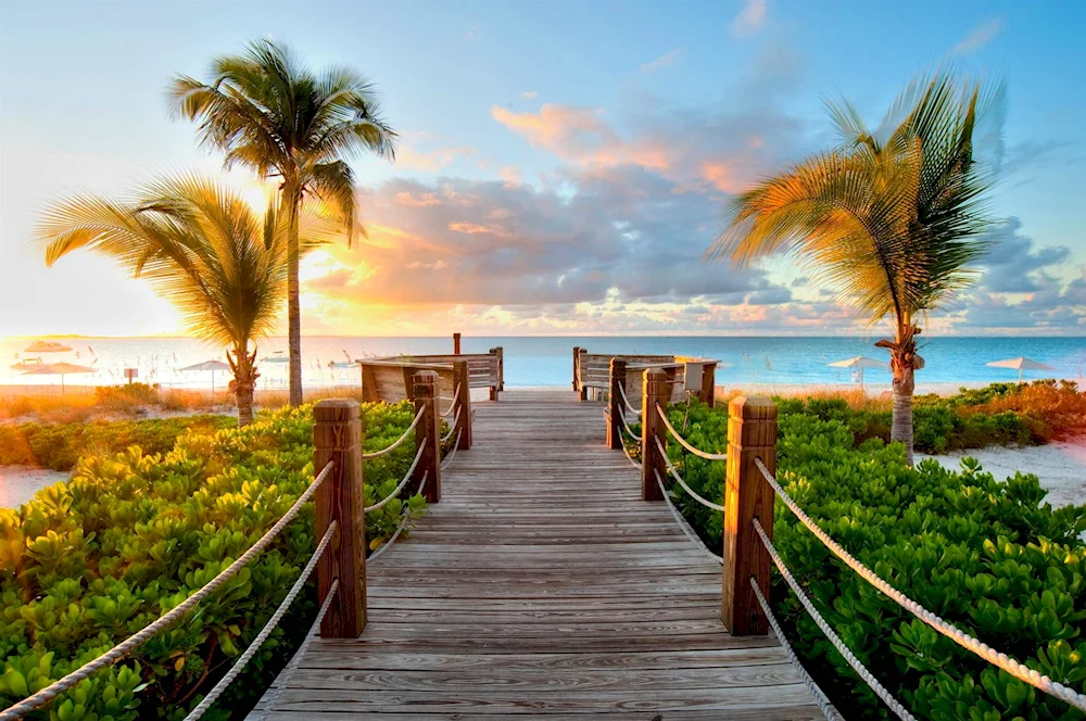 More beach palm trees