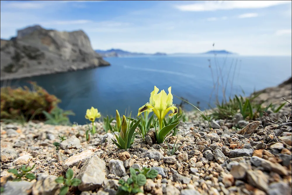 Sea in spring