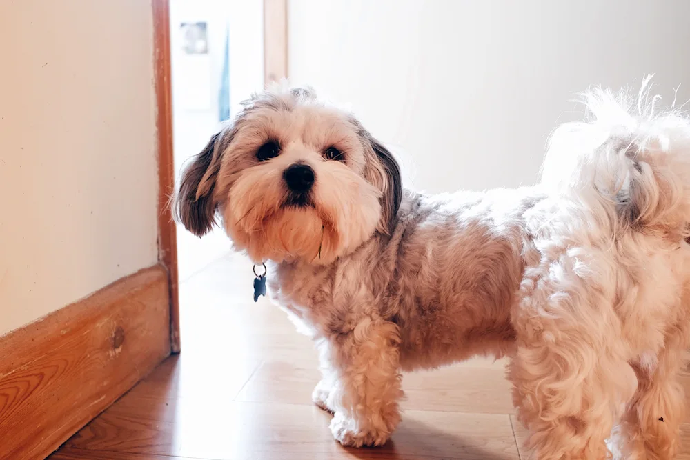 Labradoodle cockapoo breed