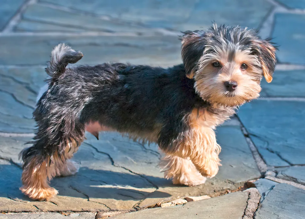 Morkie Yorkies