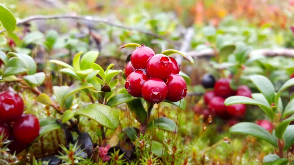 Toloknyanka and lingonberries