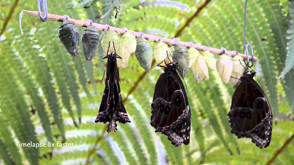 Morpho peleides butterfly chrysalis