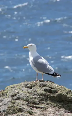 Sea Gull Barents Sea