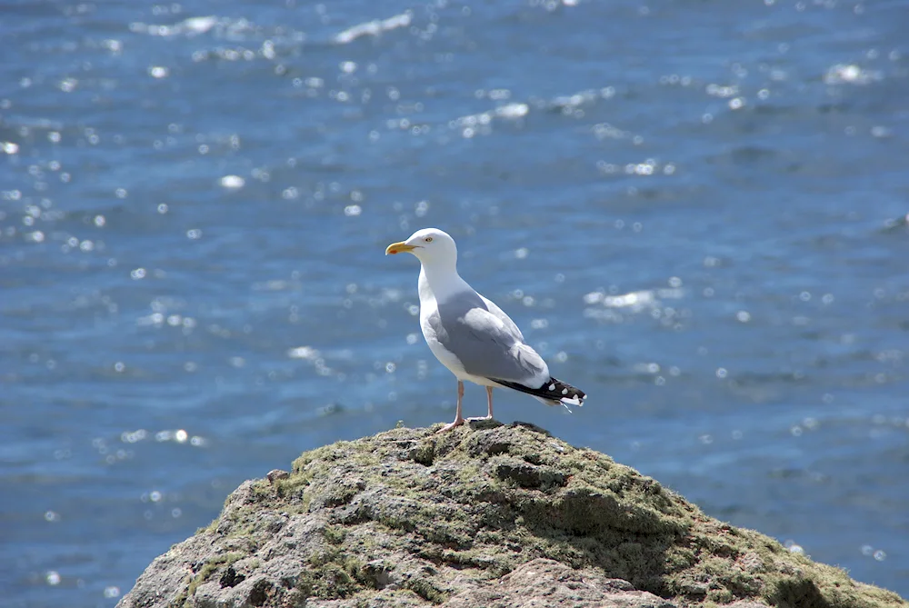 Sea Gull Barents Sea