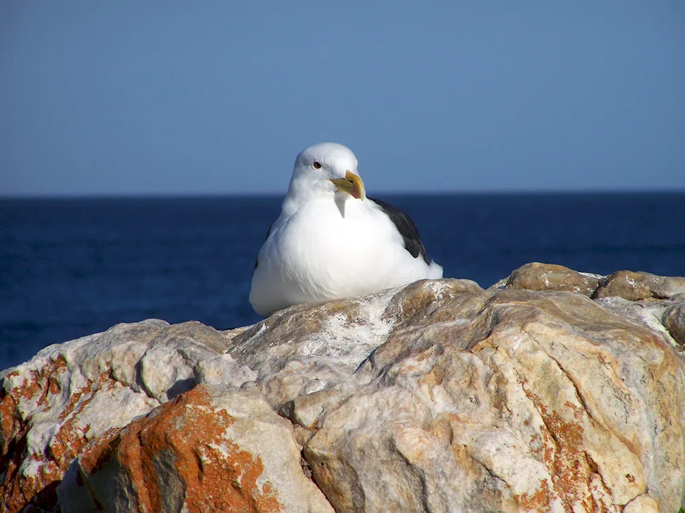 Barents Sea Gull